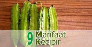 Manfaat Kecipir Untuk Kesehatan Blog Kecipir