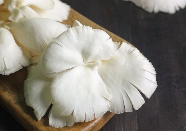 Jamur tiram putih organik yang dijual oleh Kecipir 