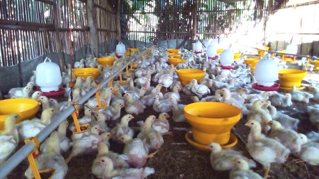 peternakan green poultry