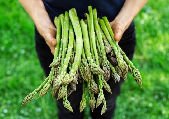 asparagus organik