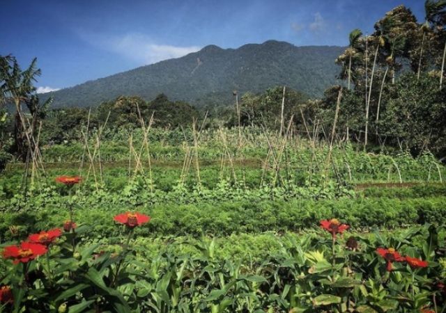 BSP Farm, Perkebunan Organik di Kaki Gunung Salak