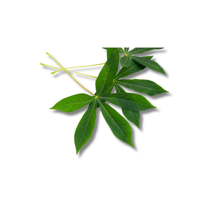 Daun Singkong