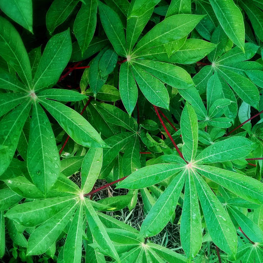 Daun Singkong