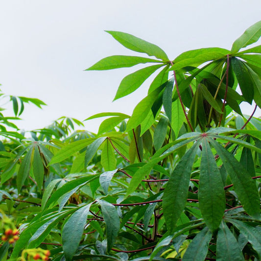 Daun Singkong