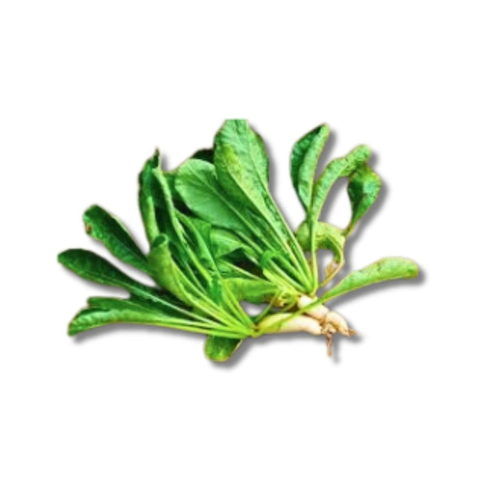 Daun Lobak
