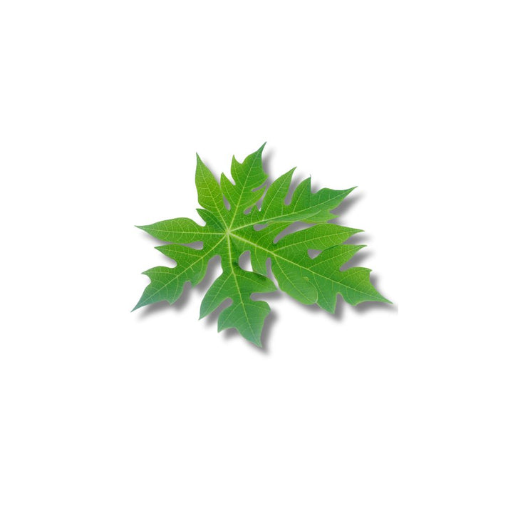 Daun Pepaya