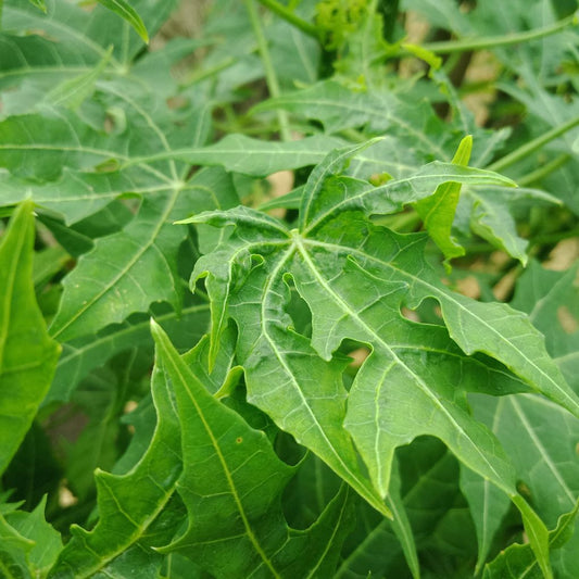 Daun Pepaya