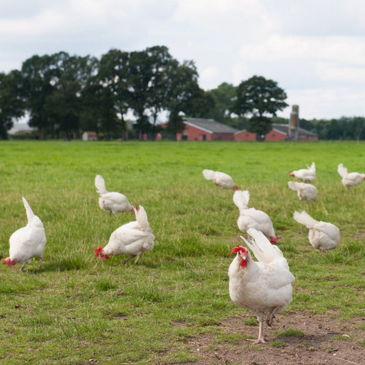 Fillet Paha Ayam Herbalprobiotik