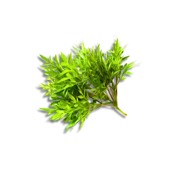 Kenikir