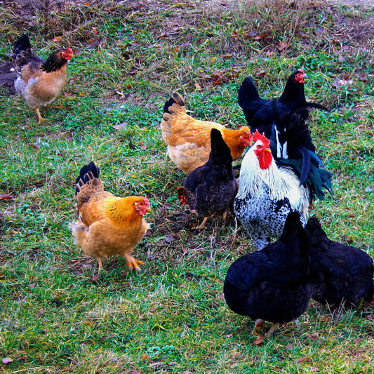 Telur Ayam Kampung Omega 3 KIP