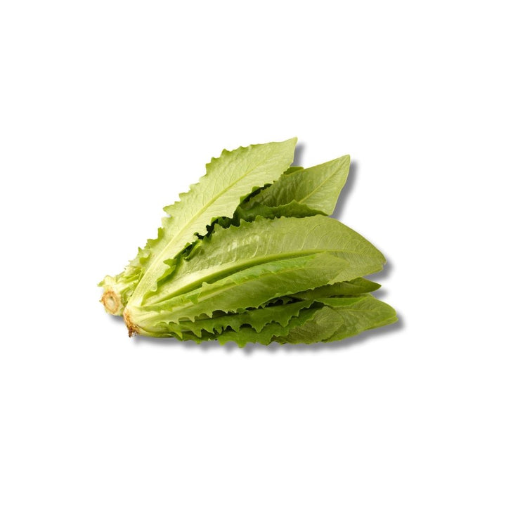 Selada Siomak
