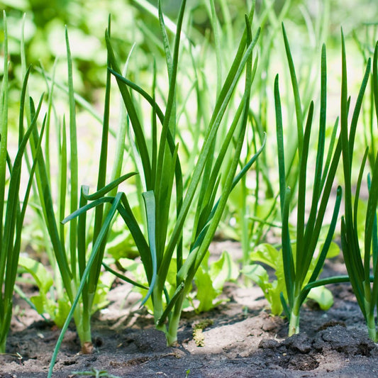 Daun Bawang
