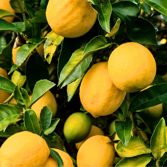 Lemon