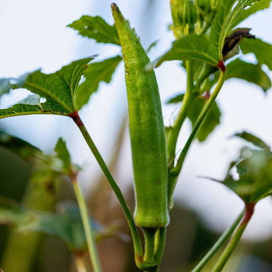 Okra Hijau