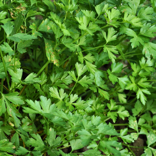 Parsley