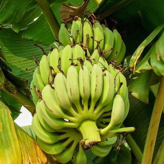 Pisang Ambon Lumut
