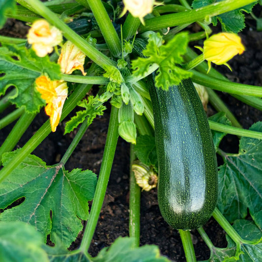 Zucchini