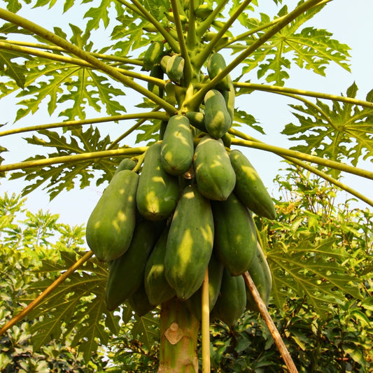Pepaya Muda