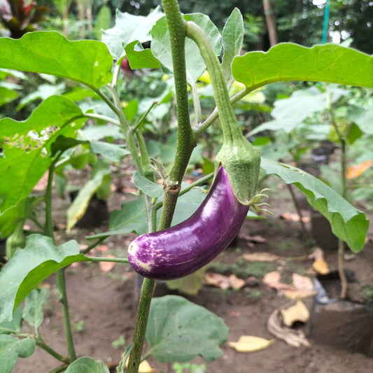 Terong Ungu