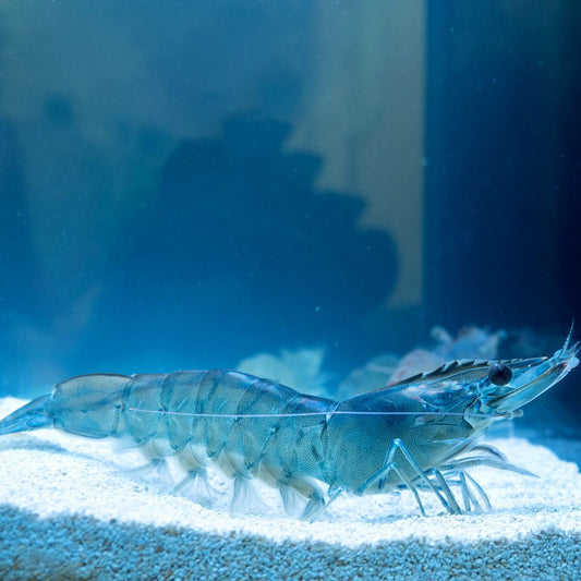 Udang Vaname Kupas Pojur