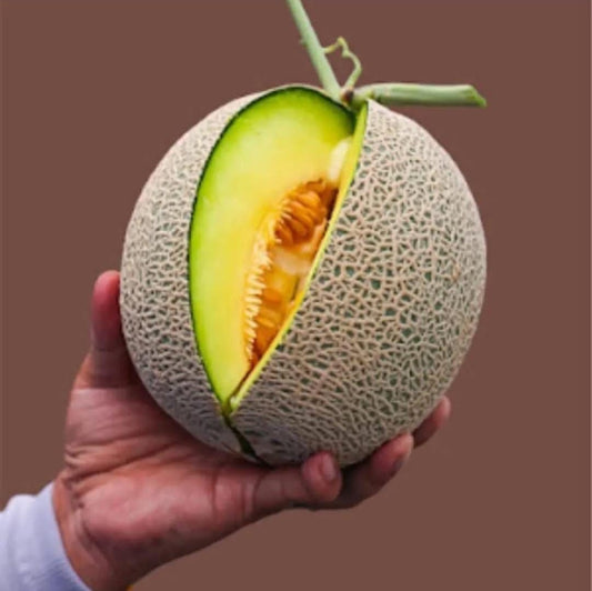 Melon Hanami