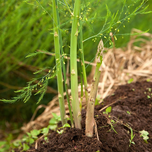Asparagus 100 gram
