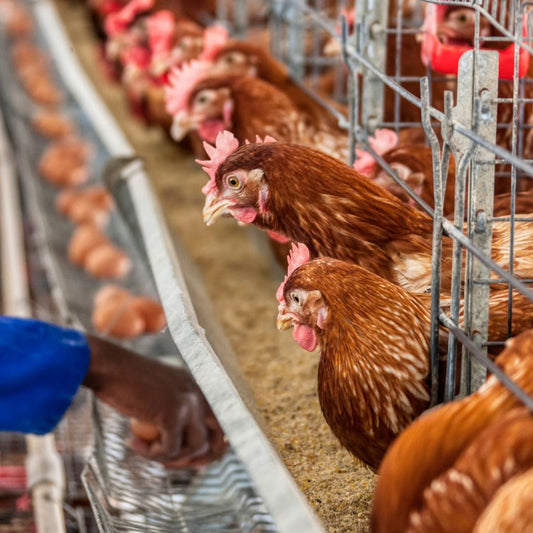 Telur Ayam Negeri Rendah Kolesterol KIP