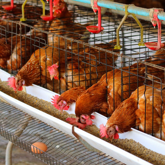 Telur Ayam Negeri Omega 3 KIP