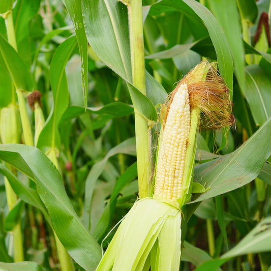 Jagung Baby