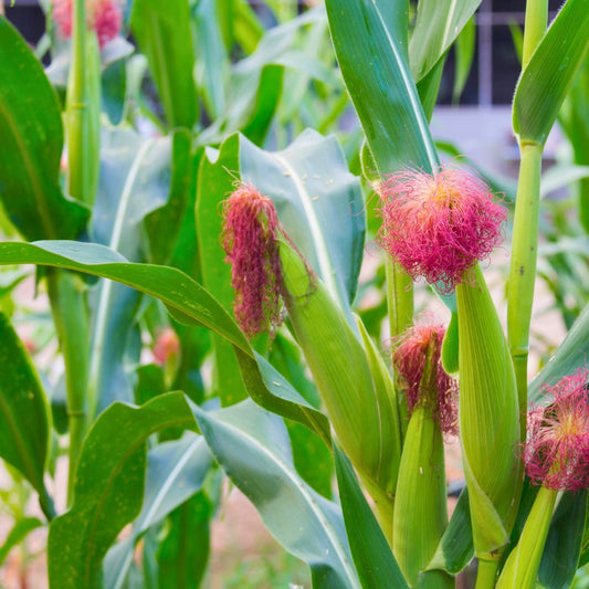 Jagung Baby