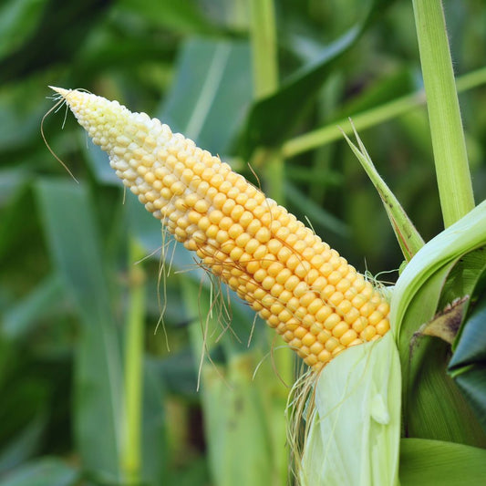 Jagung Pipil Frozen