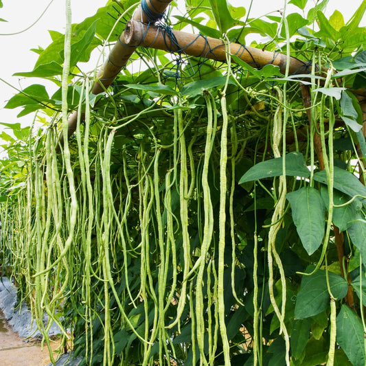 Kacang Panjang