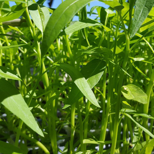 Kangkung