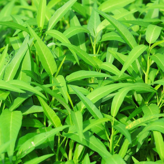 Kangkung