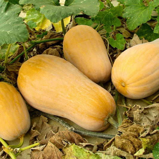 Butternut Organik