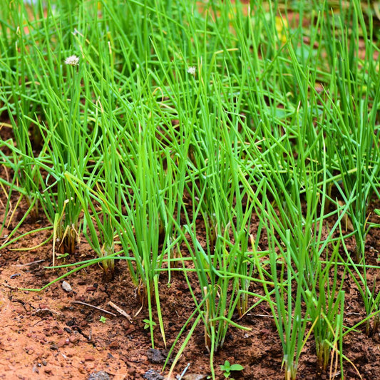 Daun Bawang