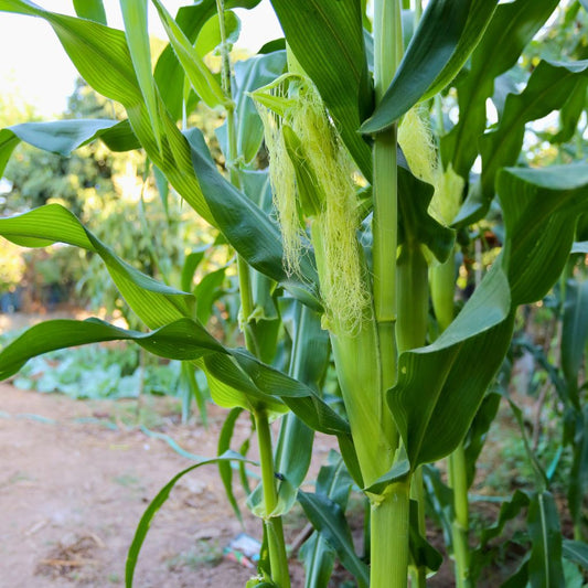 Jagung Baby