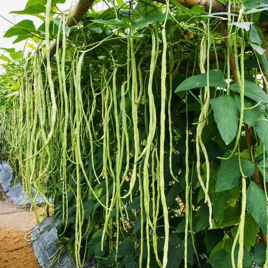 Kacang Panjang