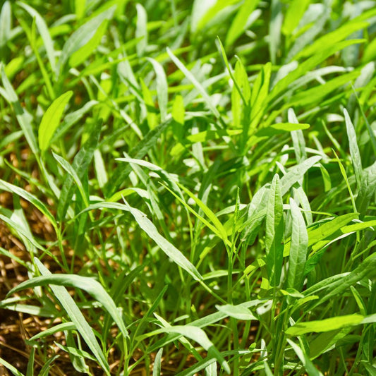 Kangkung