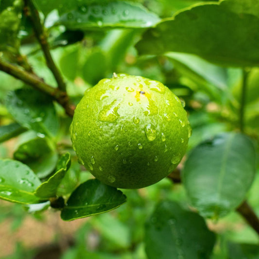 Lemon California