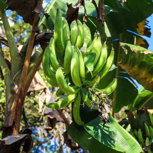 Pisang Raja