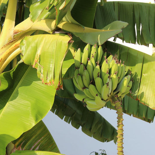 Pisang Uli M