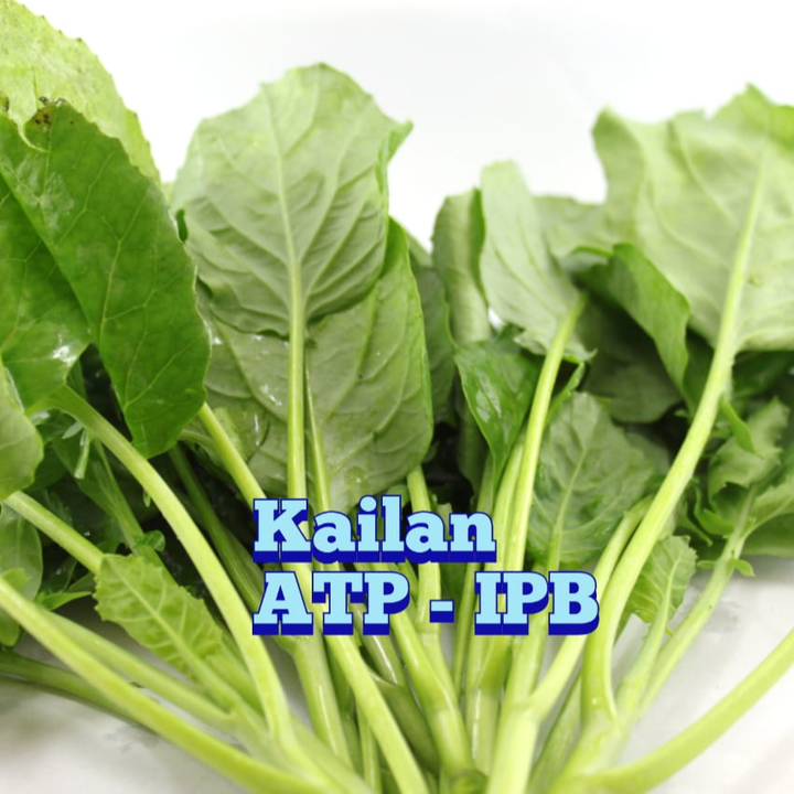 Kailan ATP -IPB