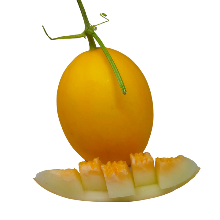 Melon Golden