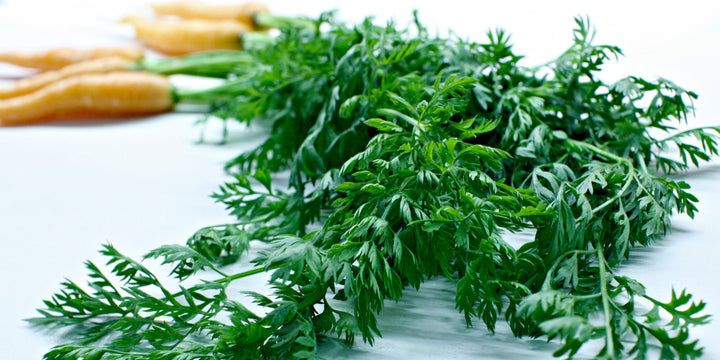Daun Wortel